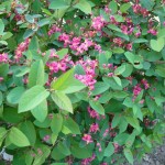 Arbuste à floraison printanière : Lonicera tatarica 'Arnold Red'