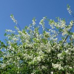 Arbre à floraison printanière : Prunus padus