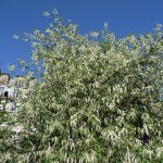 Arbre à floraison printanière : Prunus padus