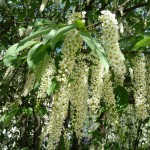 Arbre à floraison printanière : Prunus padus