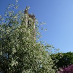 Arbre à floraison printanière : Prunus padus