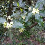 Floraison du houx au printemps