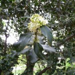 Floraison du houx au printemps