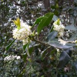 Floraison du houx au printemps