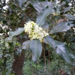 Floraison du houx au printemps