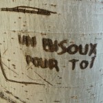 Graffiti sur arbre