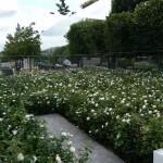 Jardins Jardin 2011, Jardin des Tuileries, Paris 1er (75), 26 mai 2011, photo Alain Delavie