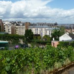 Vignes du Clos Montmartre, Paris 18e (75)