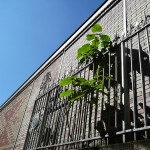 Semis spontané de paulownia accroché au métro, ligne 6, station Passy, Paris 16e (75)