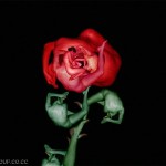 Photo d'une rose de corps humains