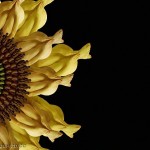 Fleur de tournesol composée de corps humains